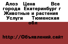 Алоэ › Цена ­ 150 - Все города, Екатеринбург г. Животные и растения » Услуги   . Тюменская обл.